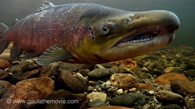 Underwater Underwater