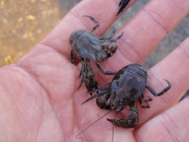 Pancorras, high protein content bars for the Tarariras Pancorras, high protein content bars for the Tarariras