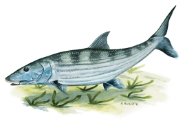 Bonefish Bonefish