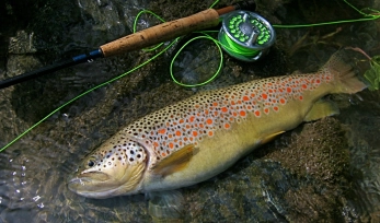 Not all are small Not all are small