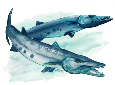 Great Barracuda Great Barracuda