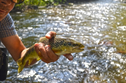 Every trout had a special pattern Every trout had a special pattern