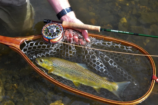 A healthy Sierra brown trout A healthy Sierra brown trout