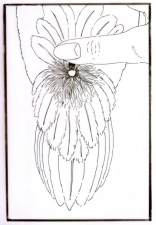 The bird's preen gland The bird's preen gland