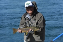 Resident brown Resident brown