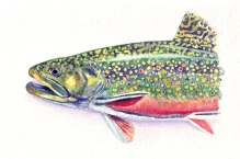 Brook trout Brook trout