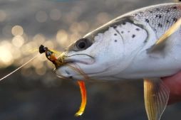 Mickey Jiggy Fish Mickey Jiggy Fish