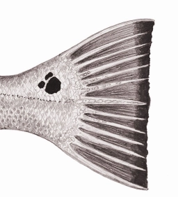 Redfish detail Redfish detail