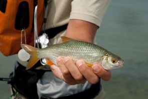 A beatiful fish A beatiful fish