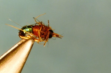 Arthur Greenwood Arthur Greenwood