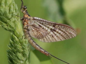 Ephemera vulgata Ephemera vulgata