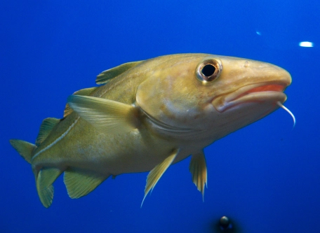 Cod Cod