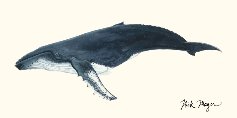 Humpback Whale Humpback Whale