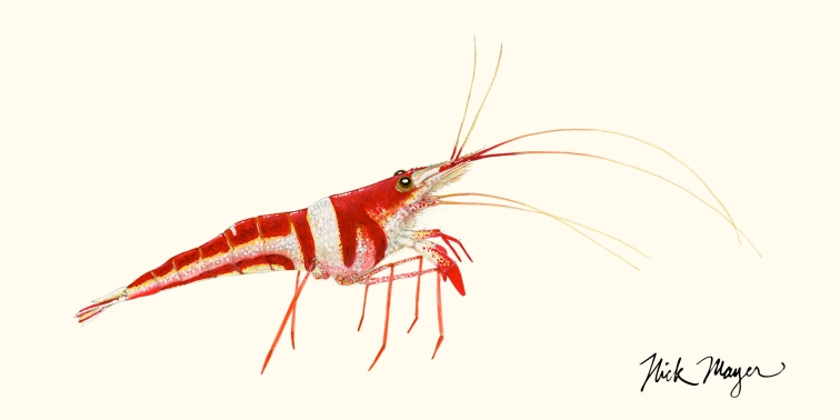 Sulawesi Shrimp Sulawesi Shrimp