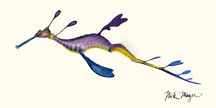 Weedy seadragon Weedy seadragon