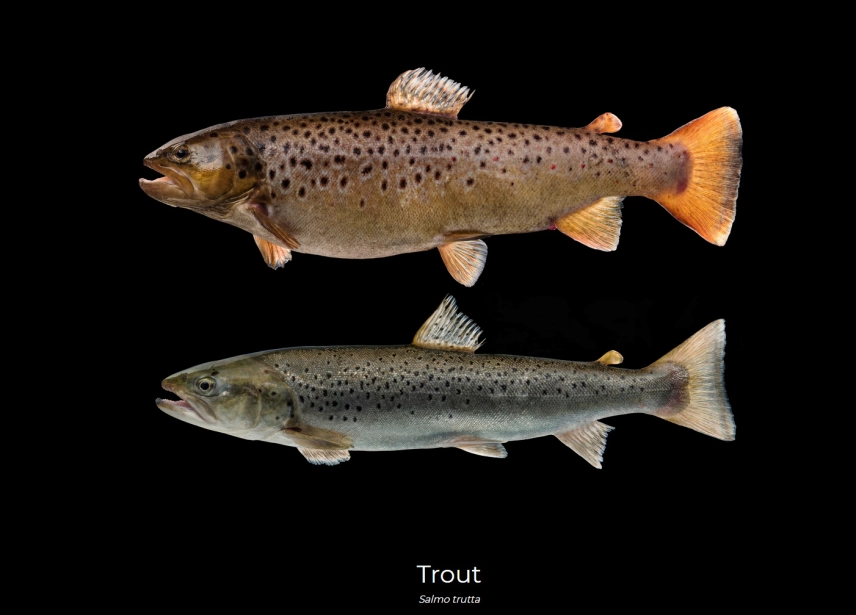 Trout Trout