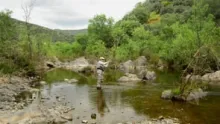 Video thumb for Golden Bones - Barbel fly fishing