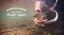 Video thumb for Hampala Barb