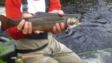 Video thumb for Fly Fishing North Maine Woods - Libby Camps
