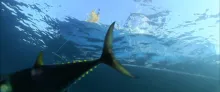 Video thumb for Bluefin Tuna on the Fly
