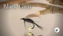 Video thumb for Black Gnat