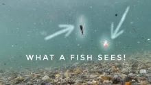 Video thumb for What a Fish Sees