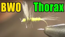 Video thumb for BWO Thorax