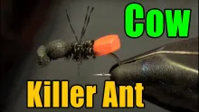 Video thumb for Cow Killer Ant