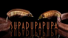 Video thumb for Supadupapupa