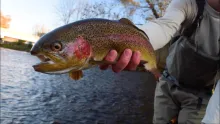 Video thumb for Fly Fishing Tennessee