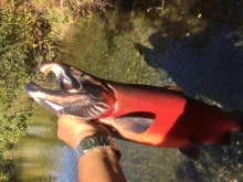 User submitted picture:  Alaska