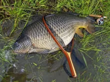 User submitted picture: Big Carp