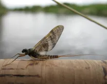 User submitted picture: Rithrogena germanica