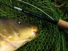 User submitted picture: Carp on the fly rod,