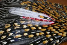 User submitted picture: Ethans Dragon, A Streamer...