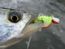 User submitted picture: Gugler in Mouth