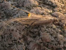 User submitted picture: Grizzly Pattegrisen