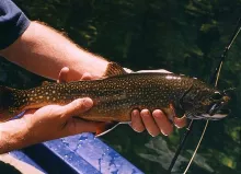 User submitted picture: Lago Fonck brook trout. 