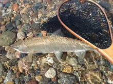 User submitted picture: Release