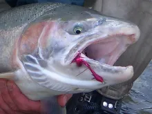 User submitted picture: Face to face - Big baby f...