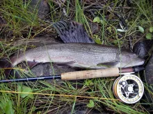 User submitted picture: 49cm giant