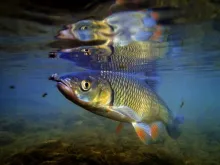 User submitted picture: chub on dry fly . river z...