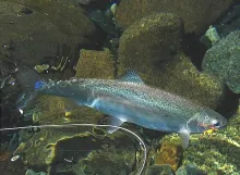 User submitted picture: Rainbow trout & Chernobyl...