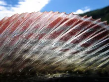 User submitted picture: The Impressive Grayling