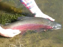 User submitted picture: Beautiful Burgundy Rainbo...