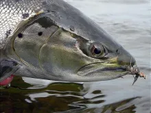 User submitted picture: Last fish of the trip jus...