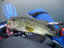 User submitted picture: Bass 3,30 lb captured the...