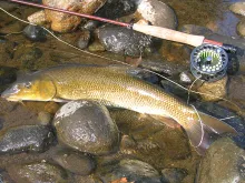 User submitted picture: French Barbel by guidepec...