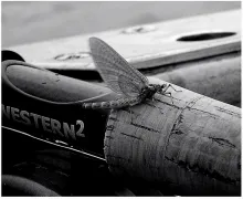 User submitted picture: "MAY FLY"