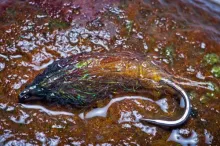 User submitted picture: Nymph